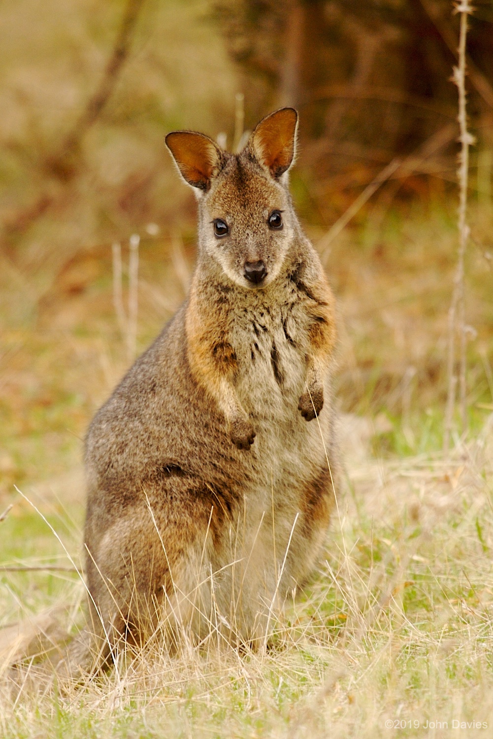 Australia20060023