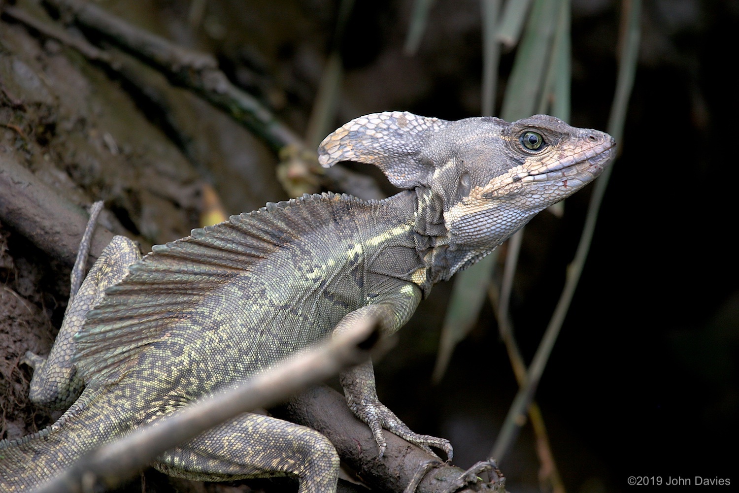 CostaRica20050004