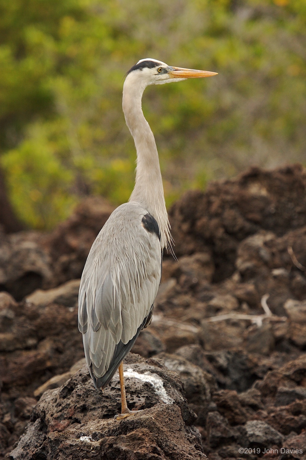 Galapagos20070010