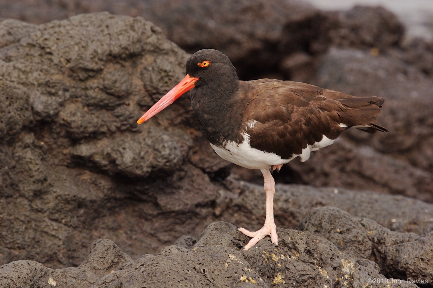 Galapagos20070016