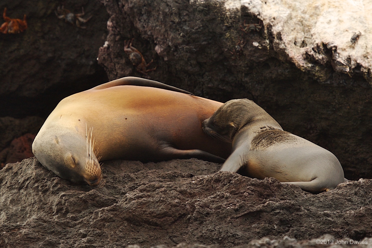 Galapagos20070023