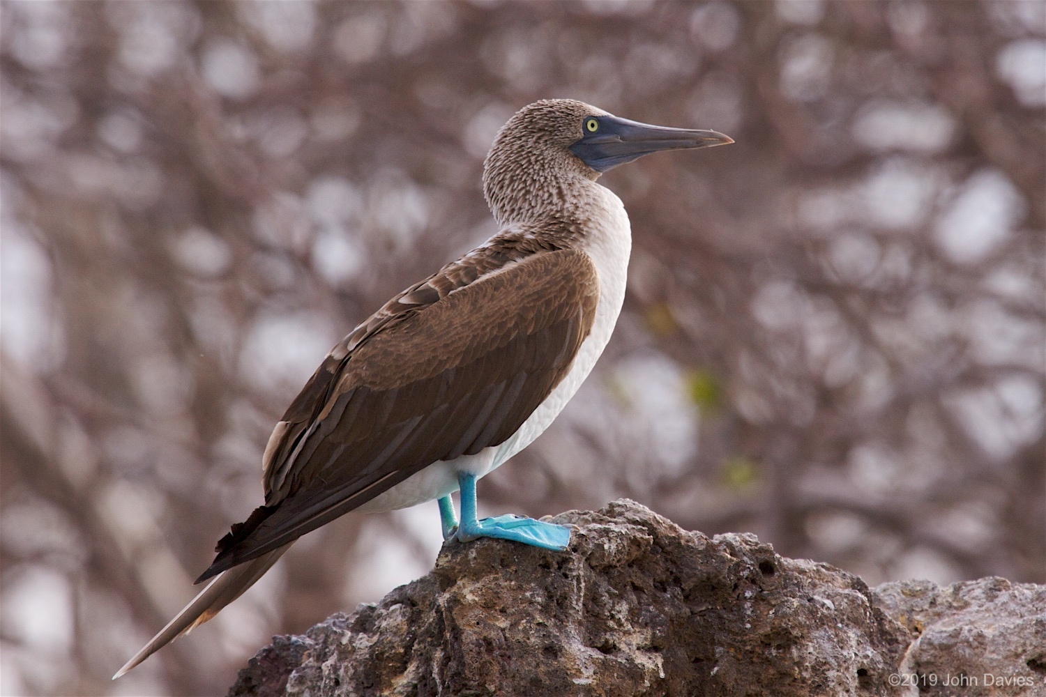 Galapagos20070033