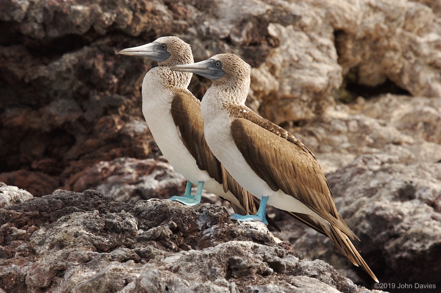 Galapagos20070034