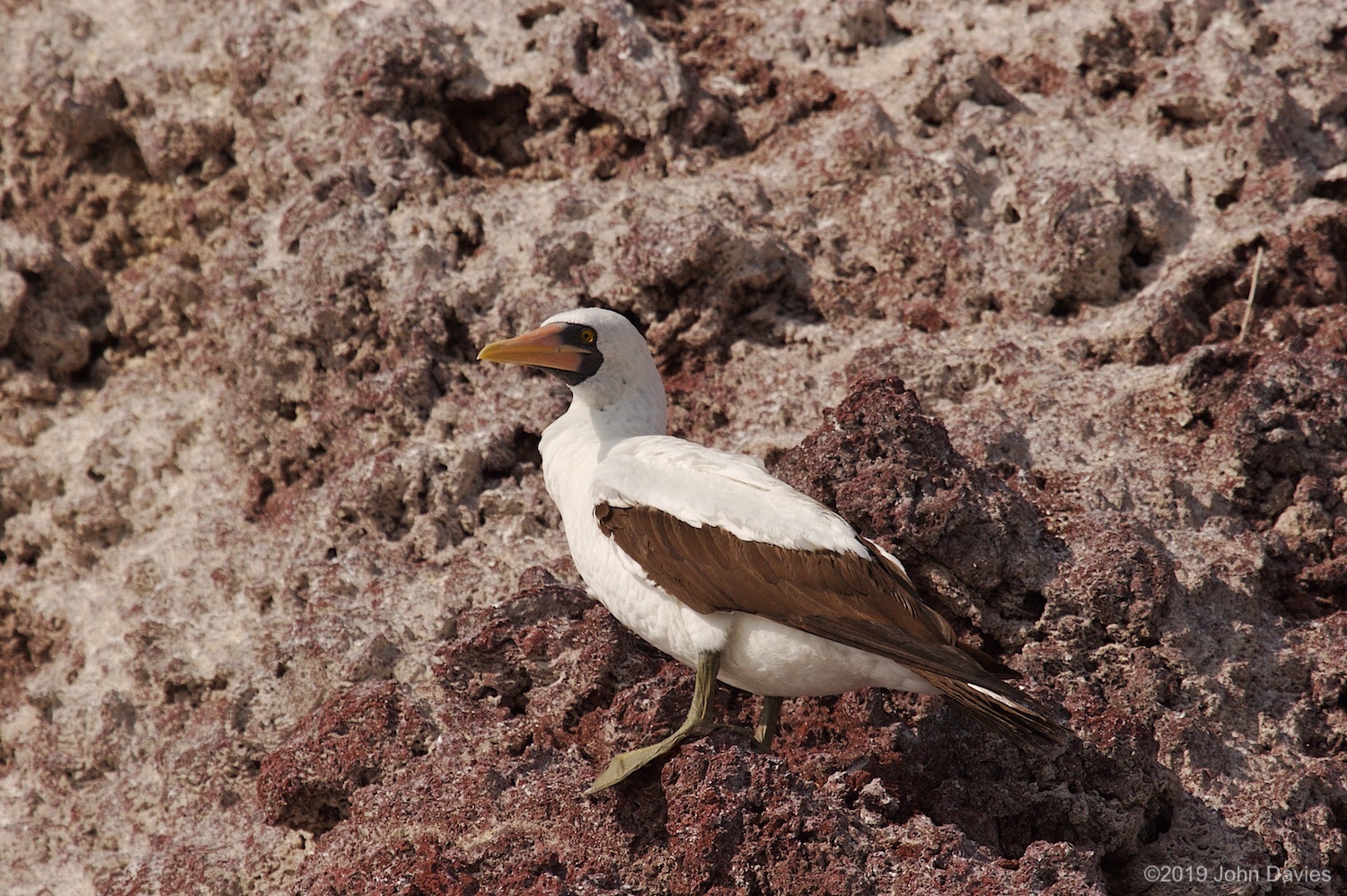 Galapagos20070035