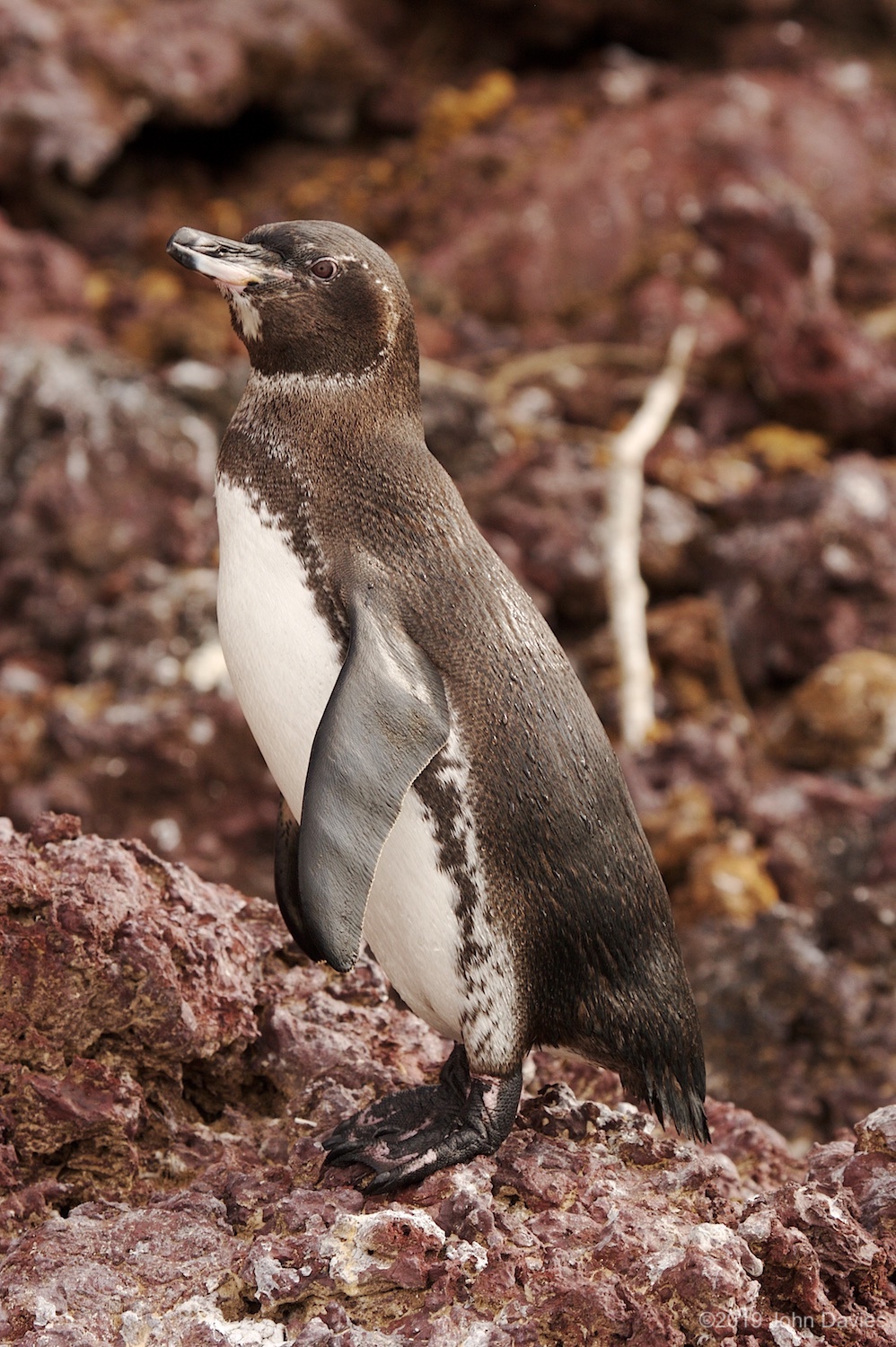 Galapagos20070036