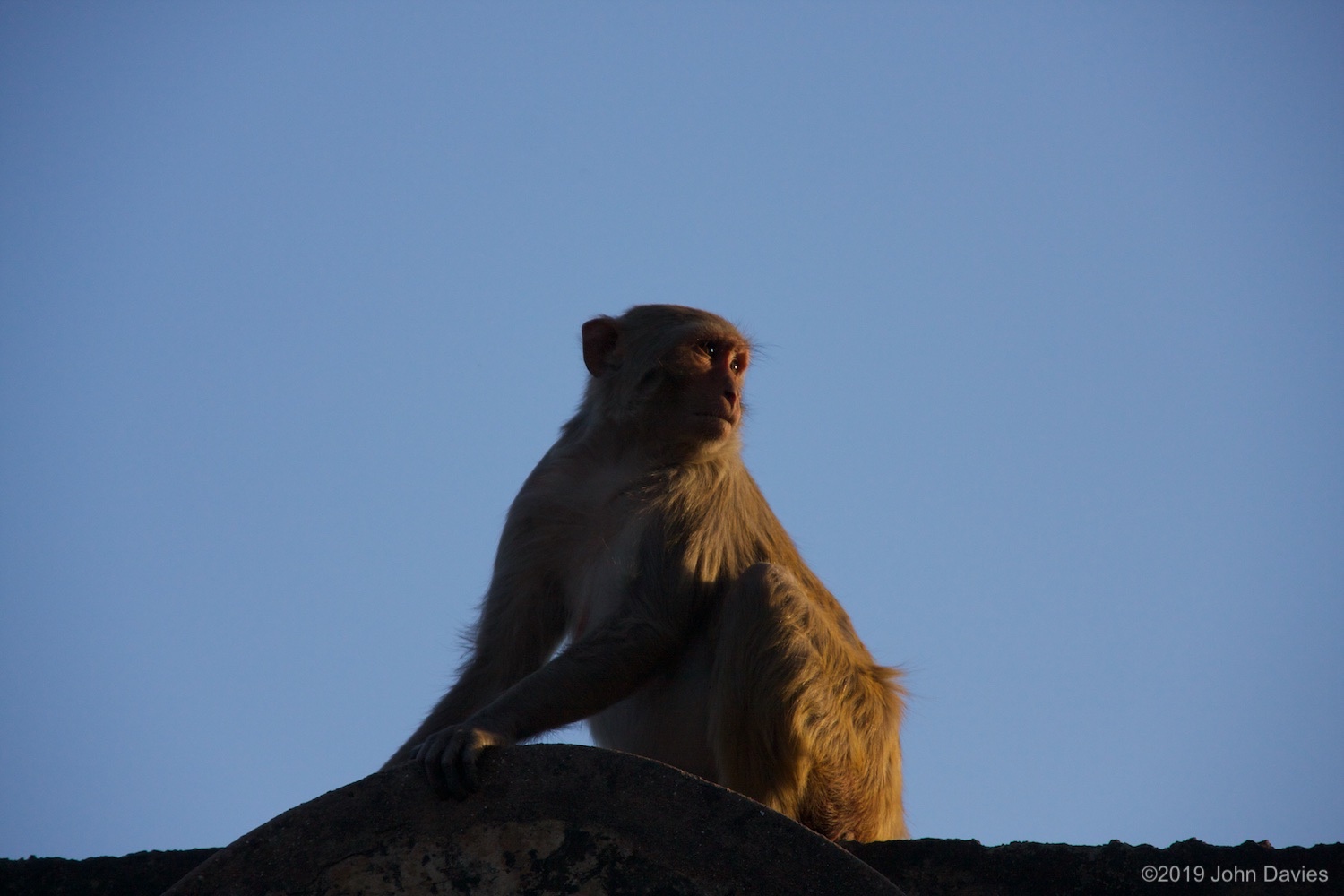 India20110011