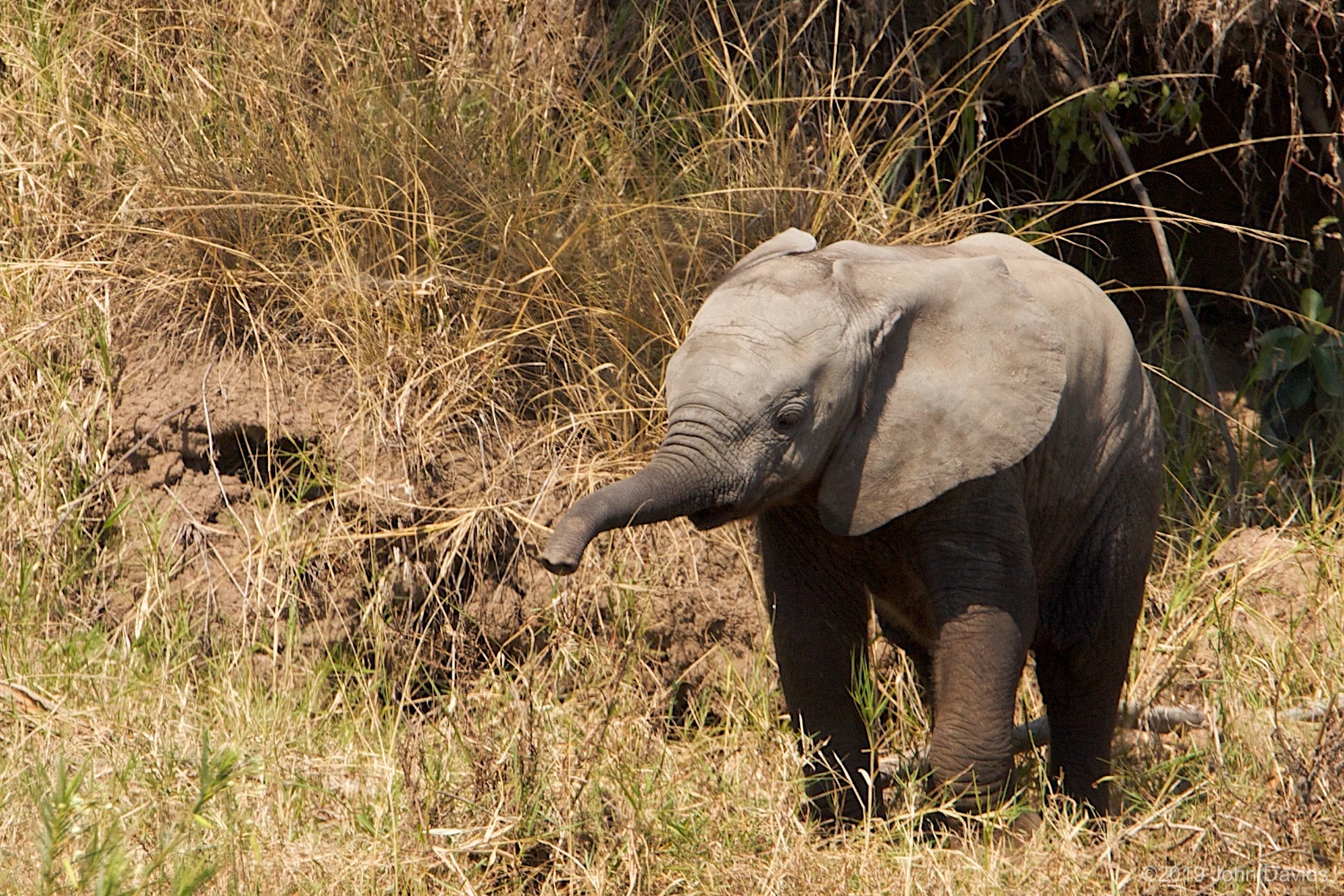 Tanzania20080005