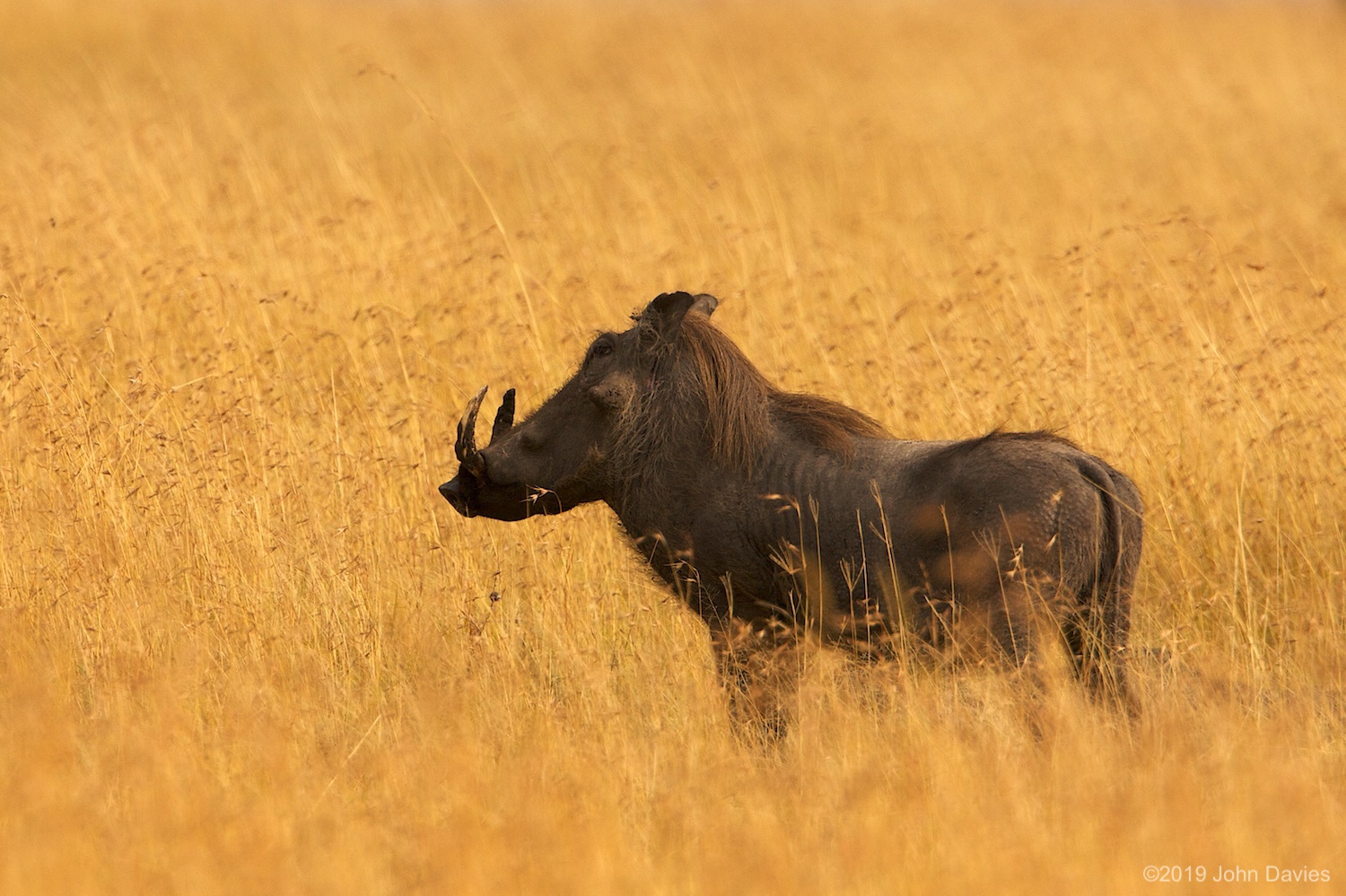 Tanzania20080028