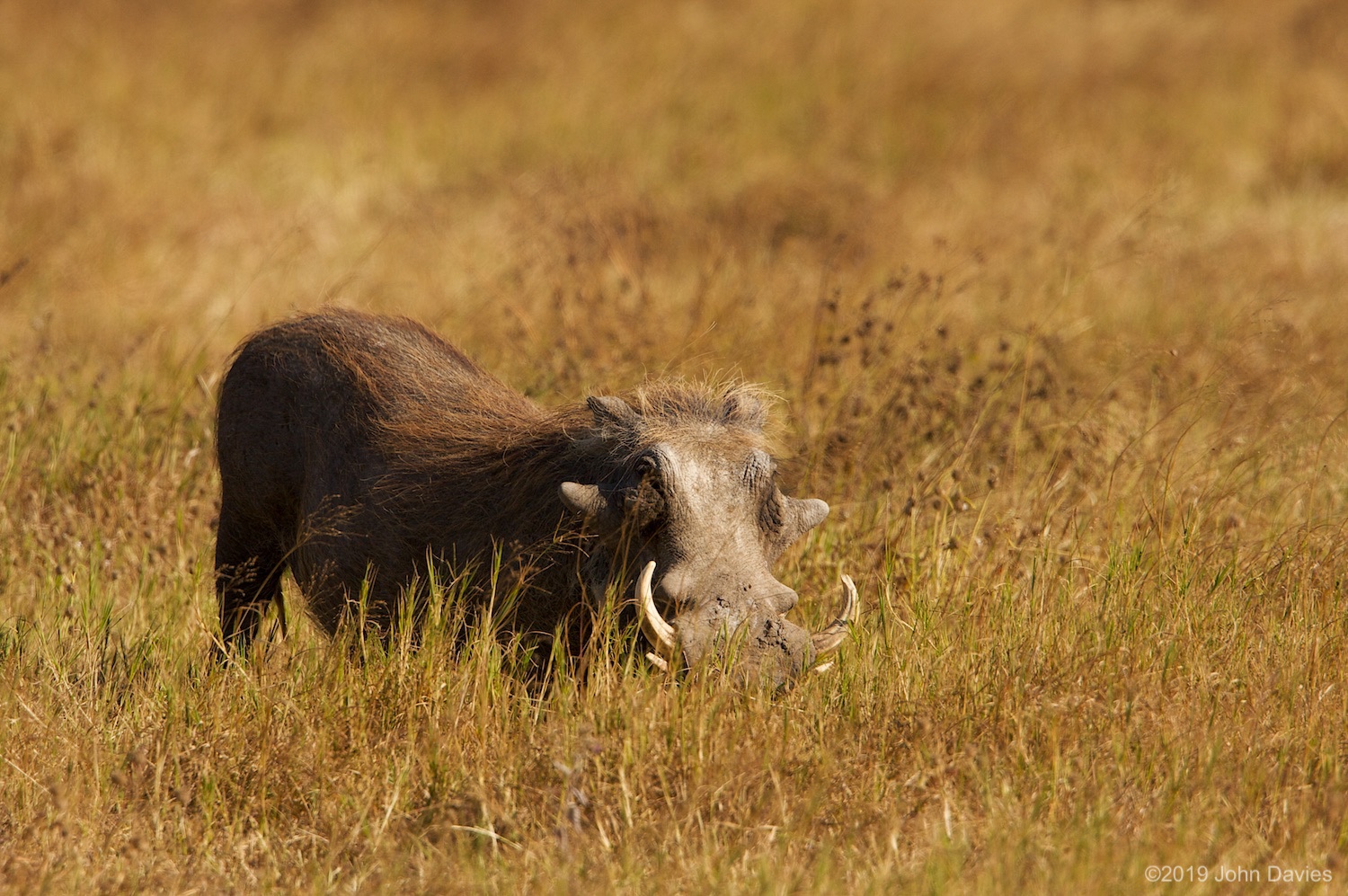 Tanzania20080053