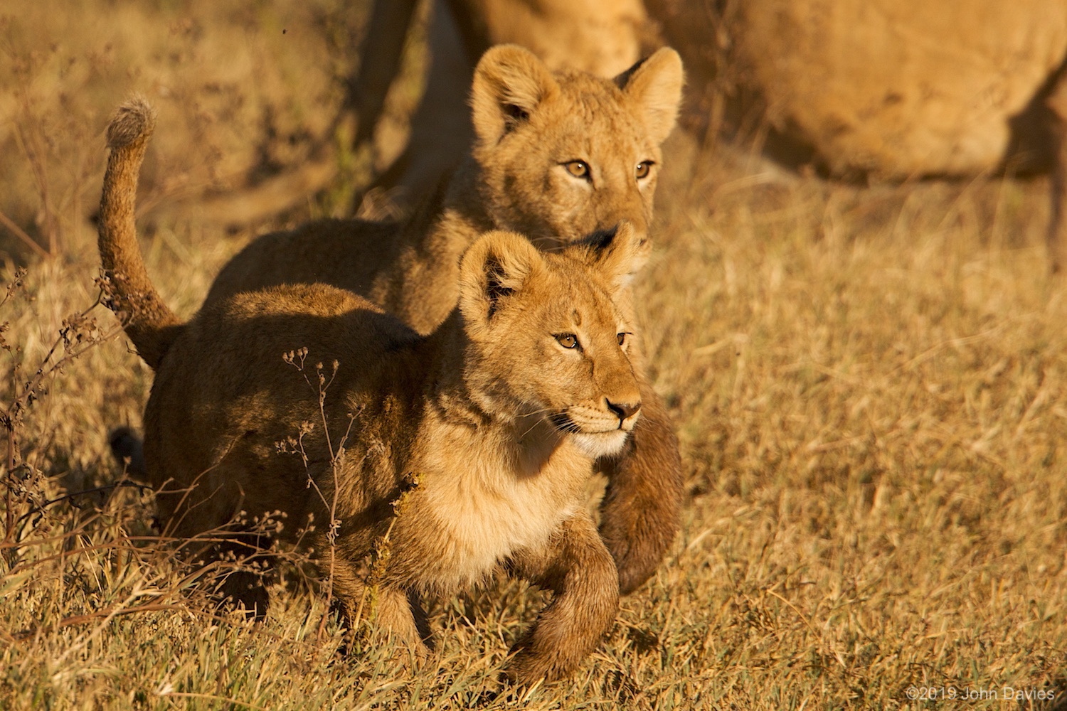 Tanzania20080060