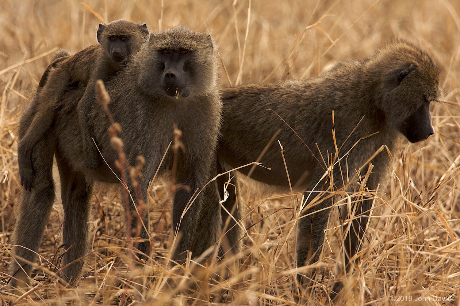 Tanzania20080078