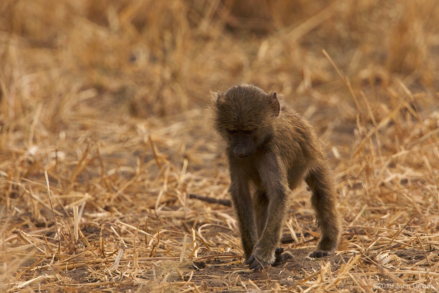 Tanzania20080079