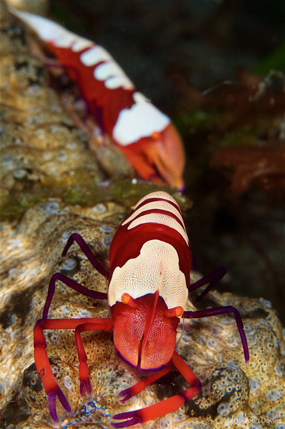 Anilao20160028