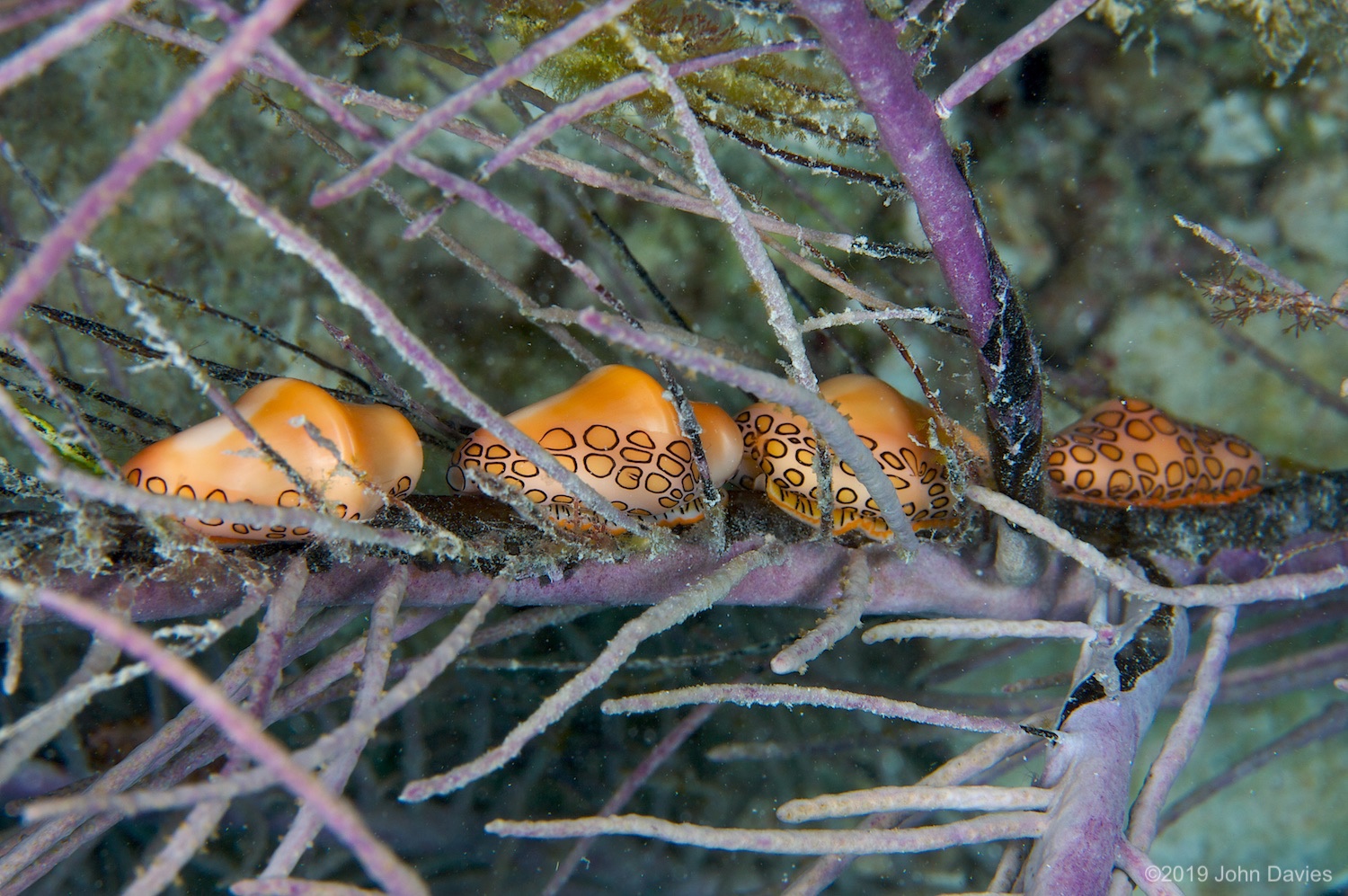 Bonaire20080007