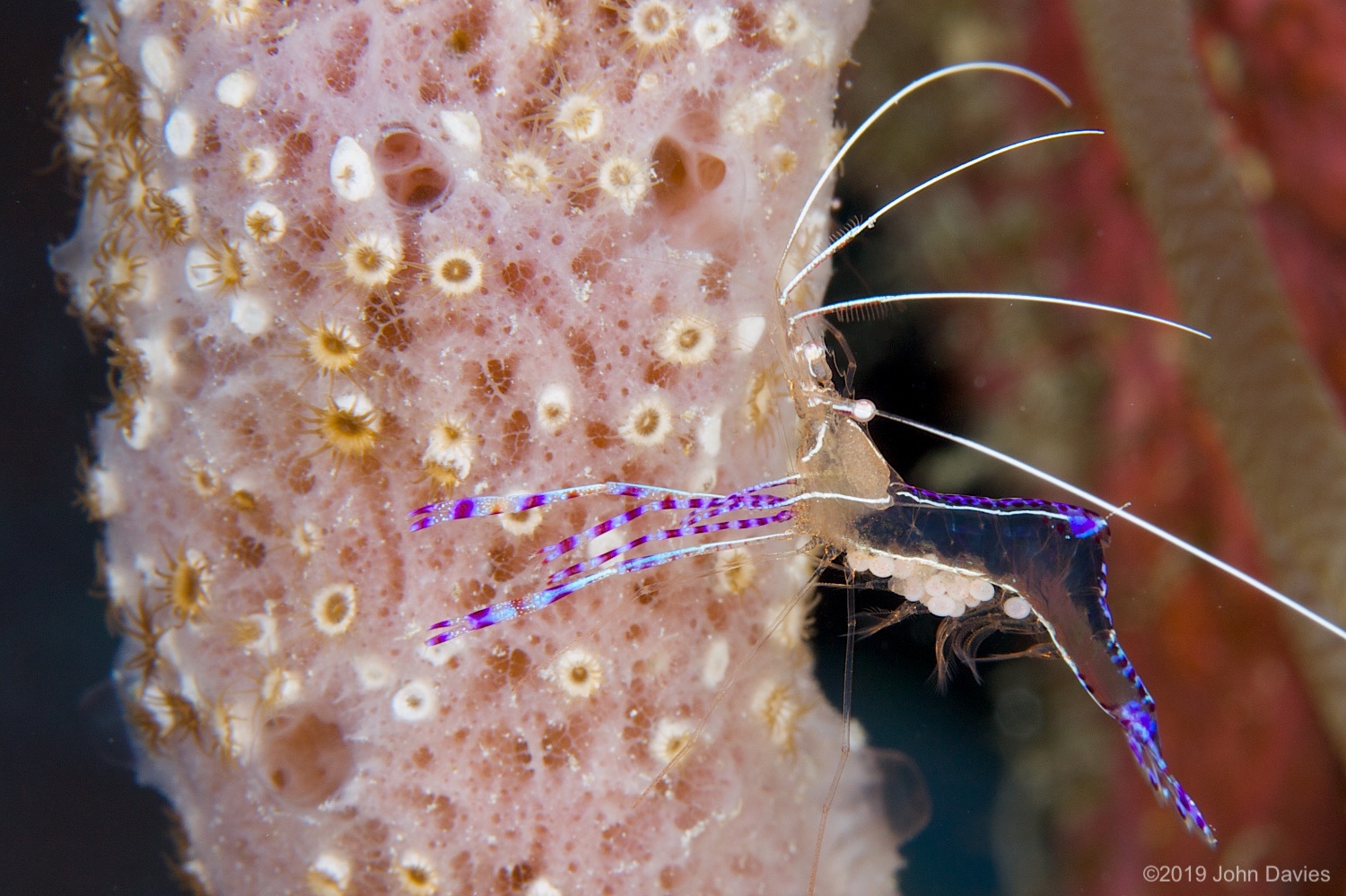 Bonaire20080016