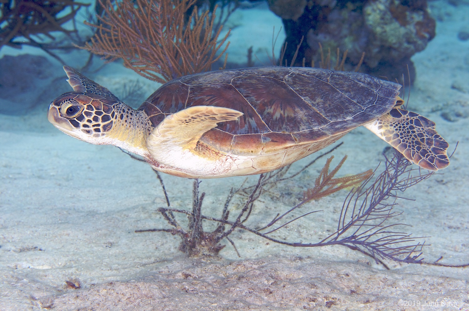 Bonaire20080019