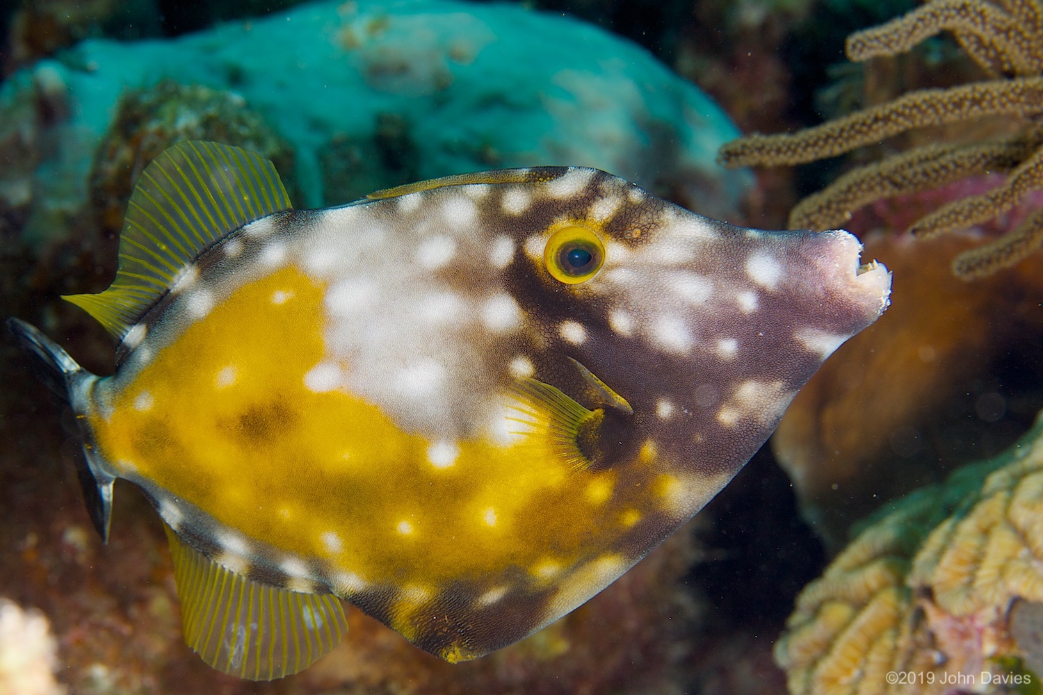 Bonaire20080023