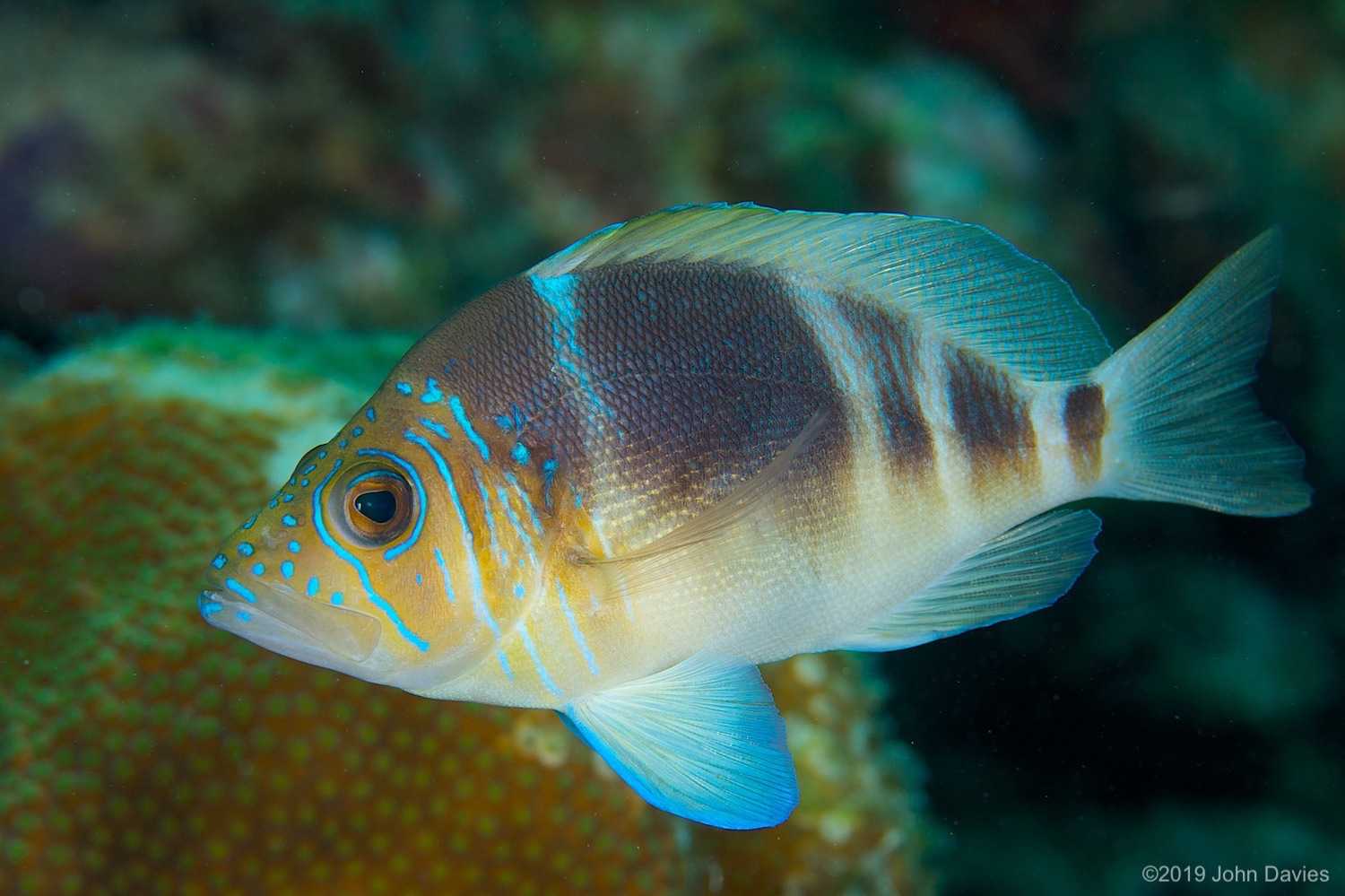 Bonaire20080025