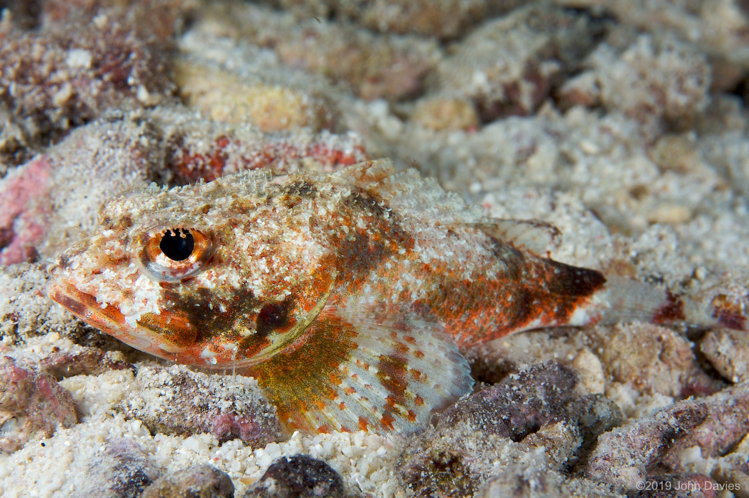 Bonaire20080029