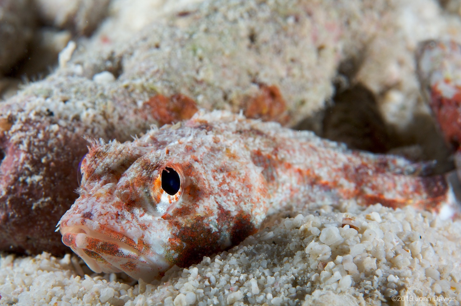 Bonaire20080030