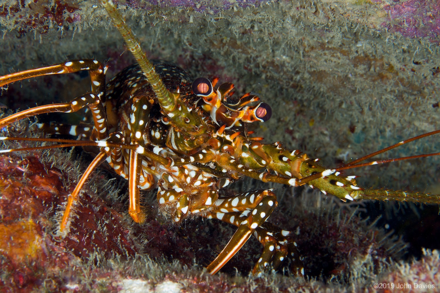 Bonaire20080035