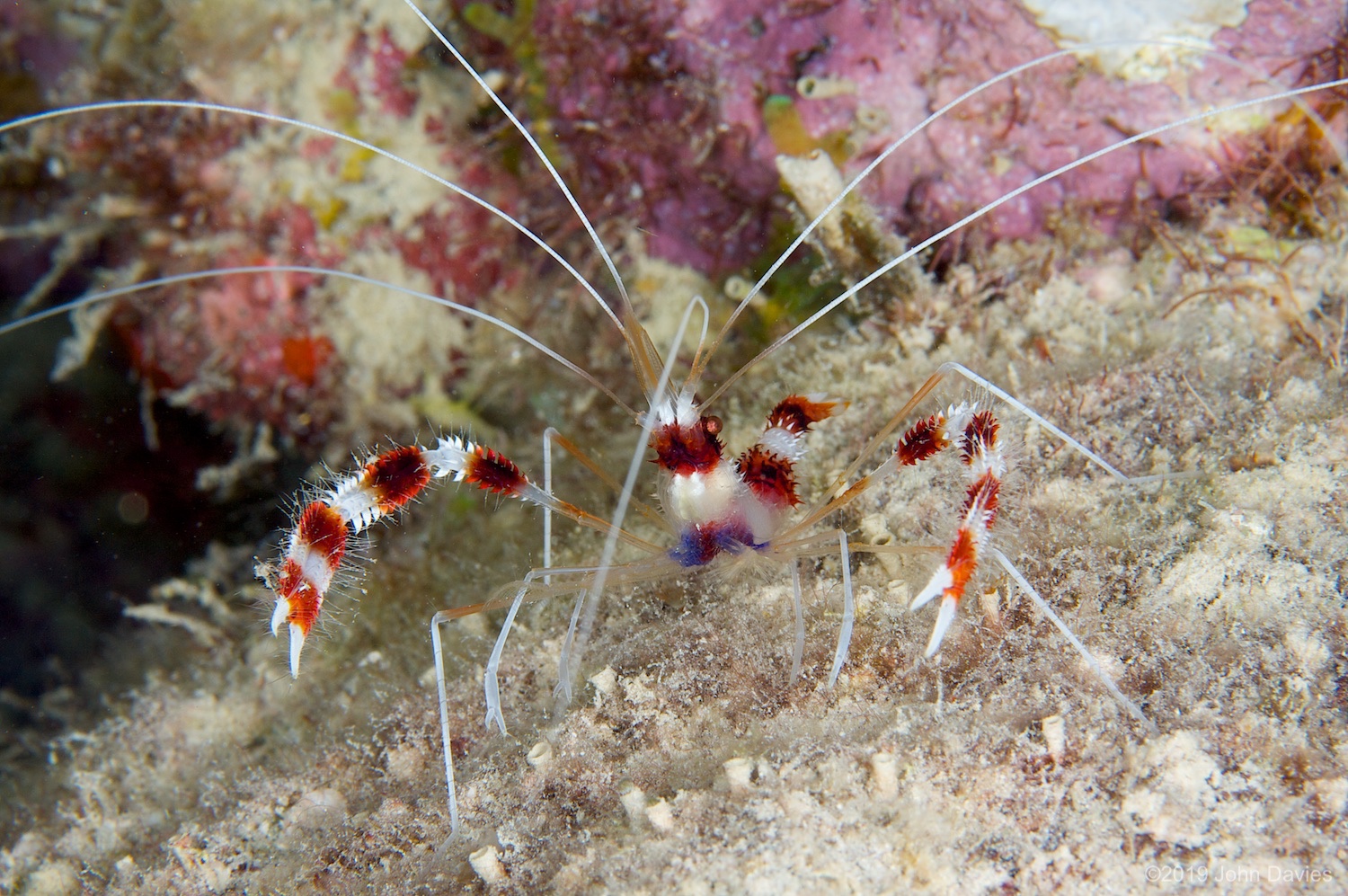 Bonaire20080041