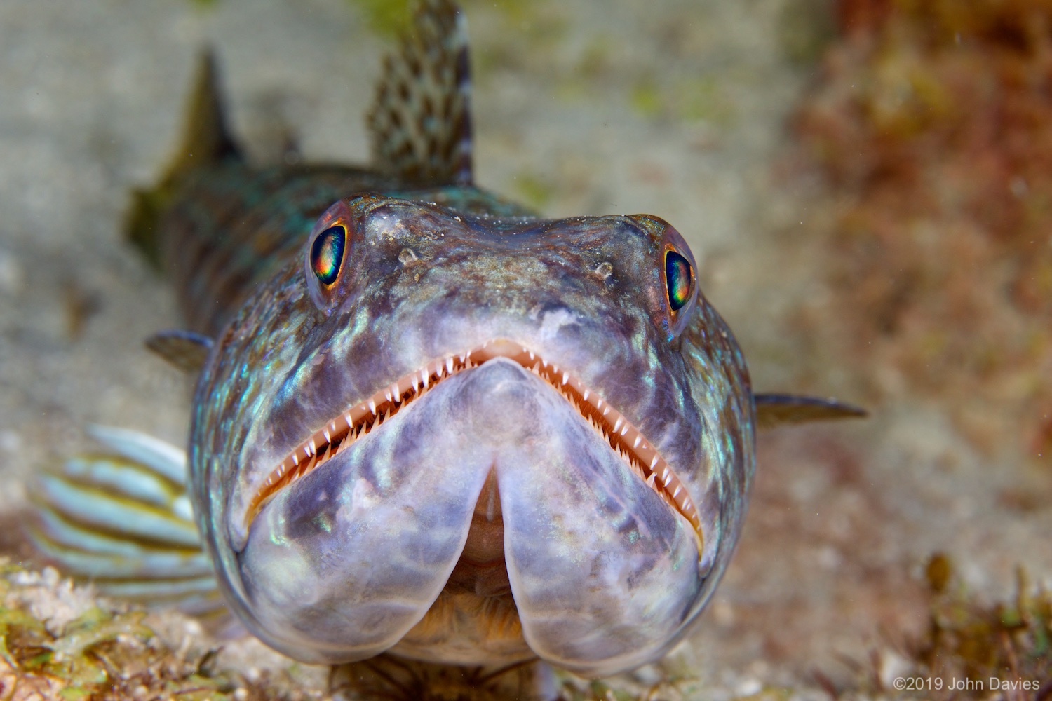 Bonaire20140014