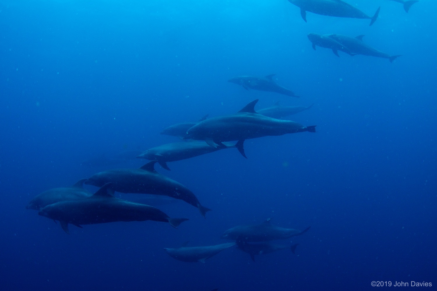 Galapagos20120005