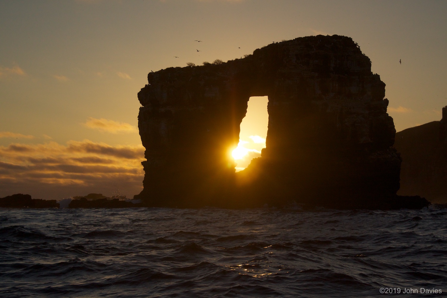 Galapagos20120008