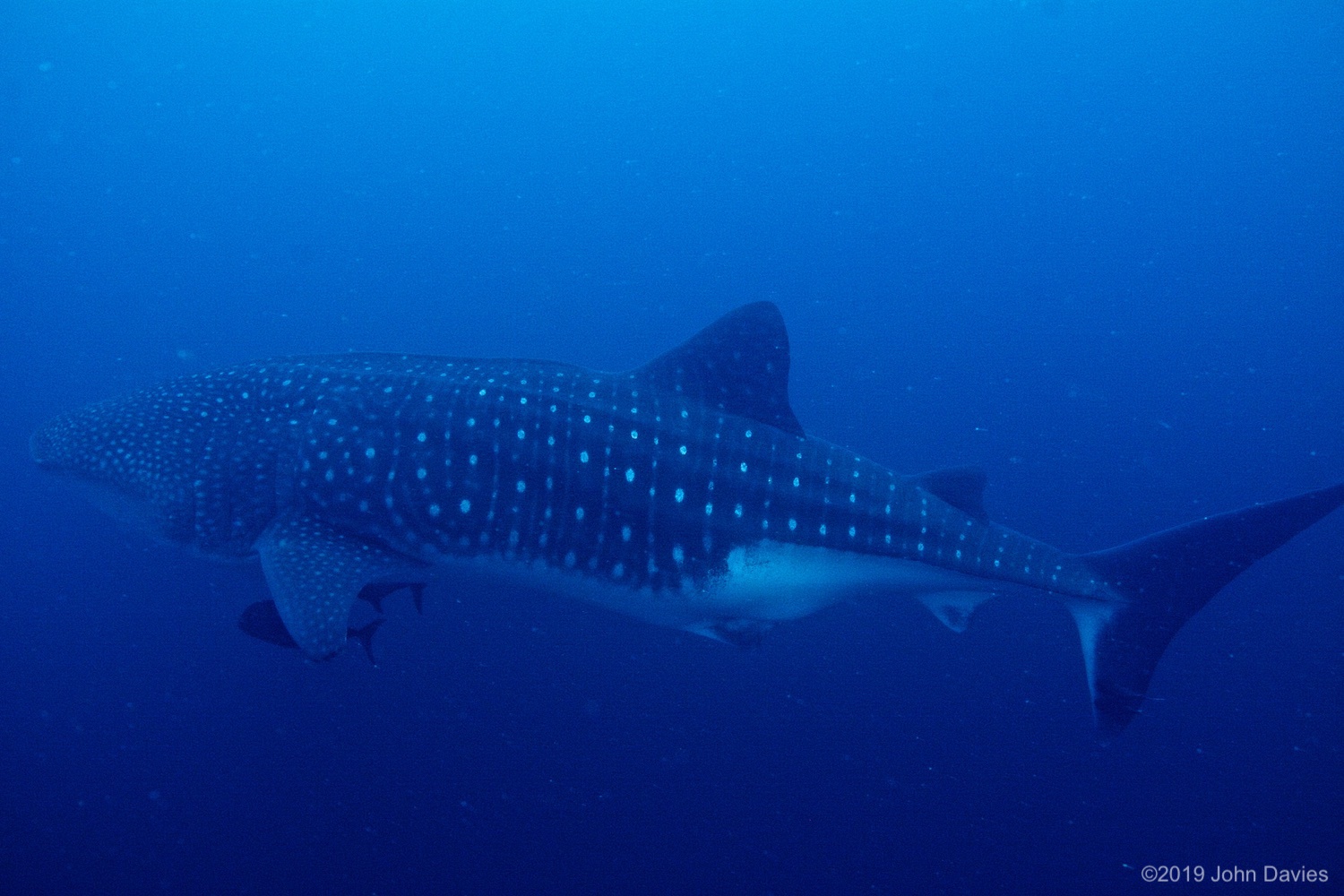 Galapagos20120011