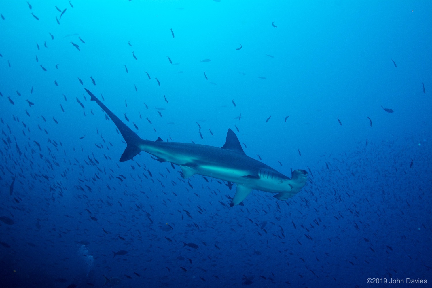 Galapagos20120018