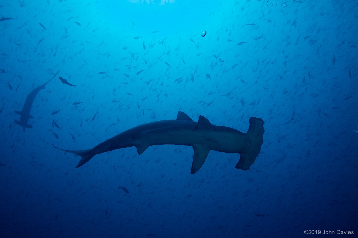 Galapagos20120019