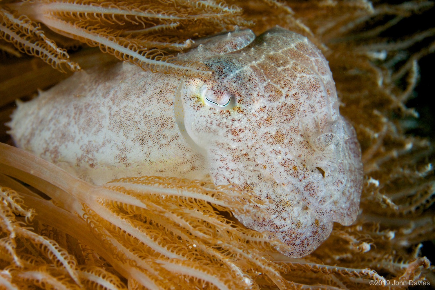 NadLembeh20120003