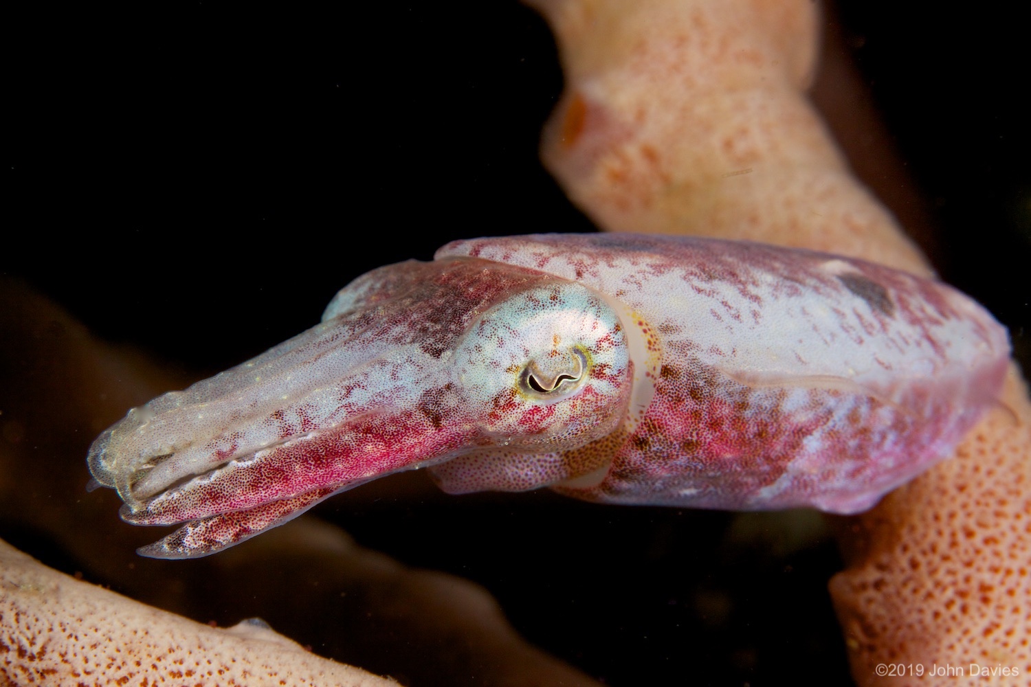 NadLembeh20120006