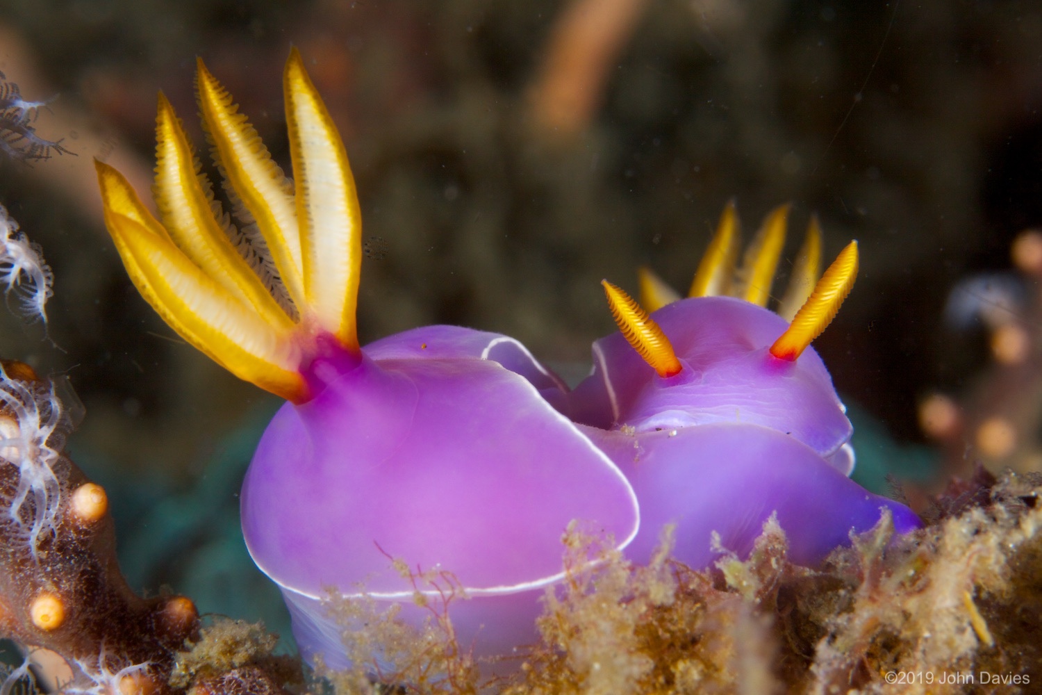 NadLembeh20120007