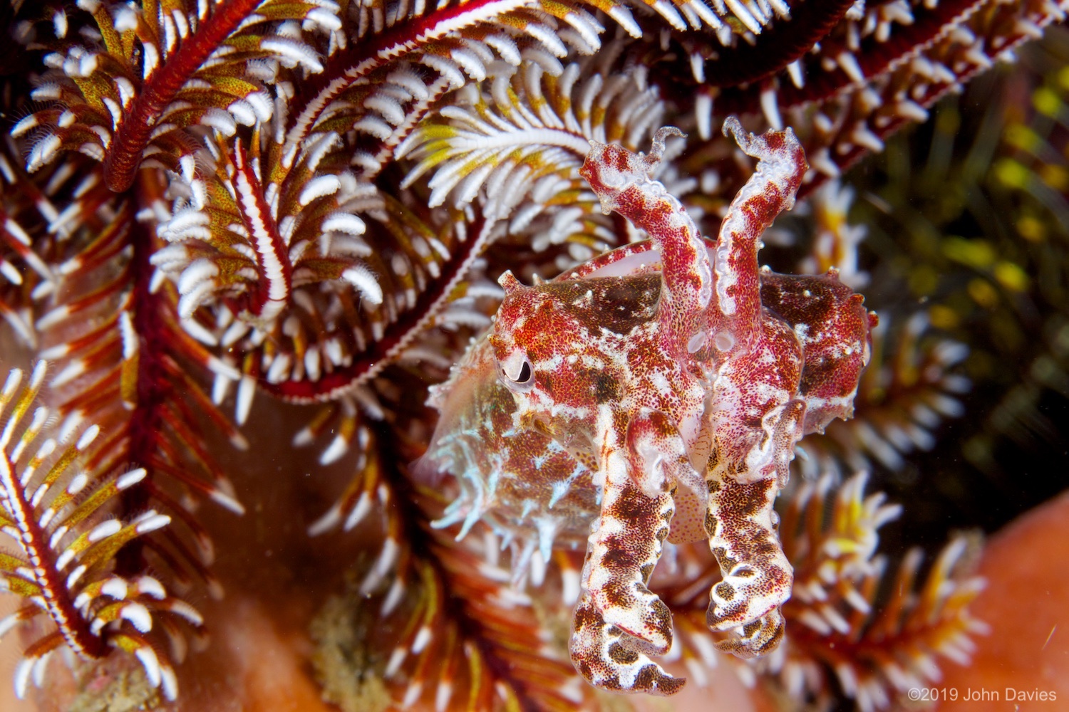 NadLembeh20120009