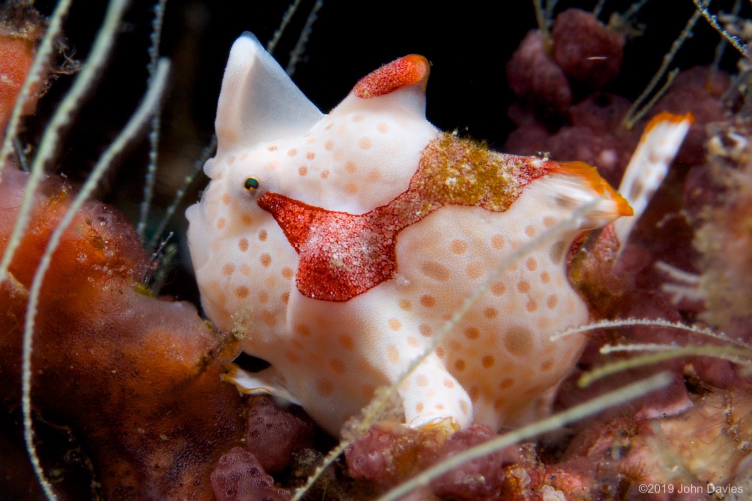 NadLembeh20120010