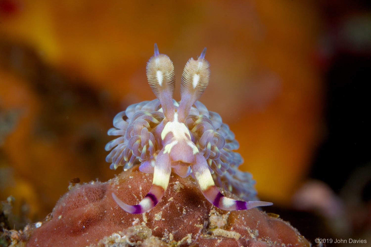 NadLembeh20120011