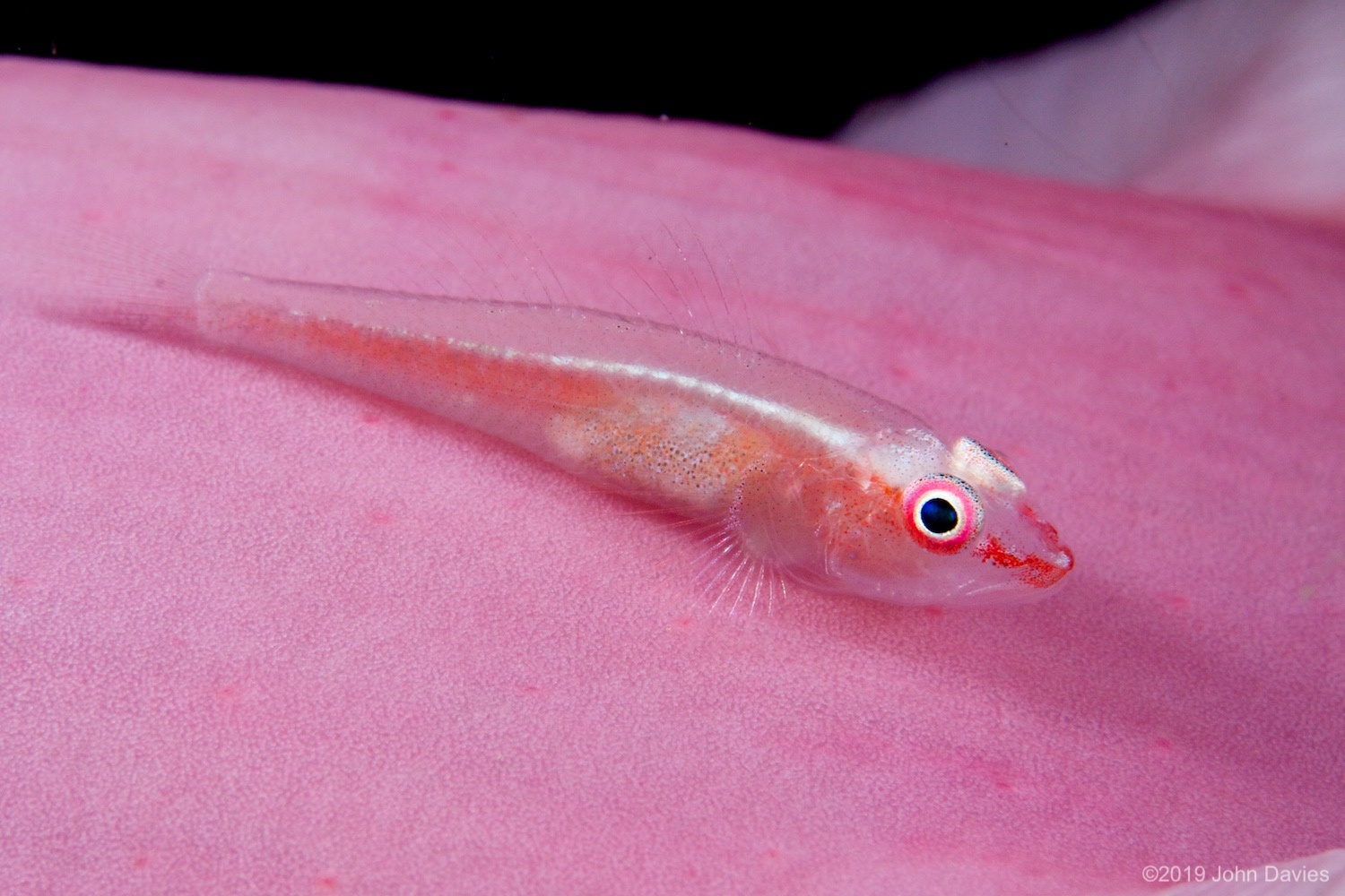 NadLembeh20120013