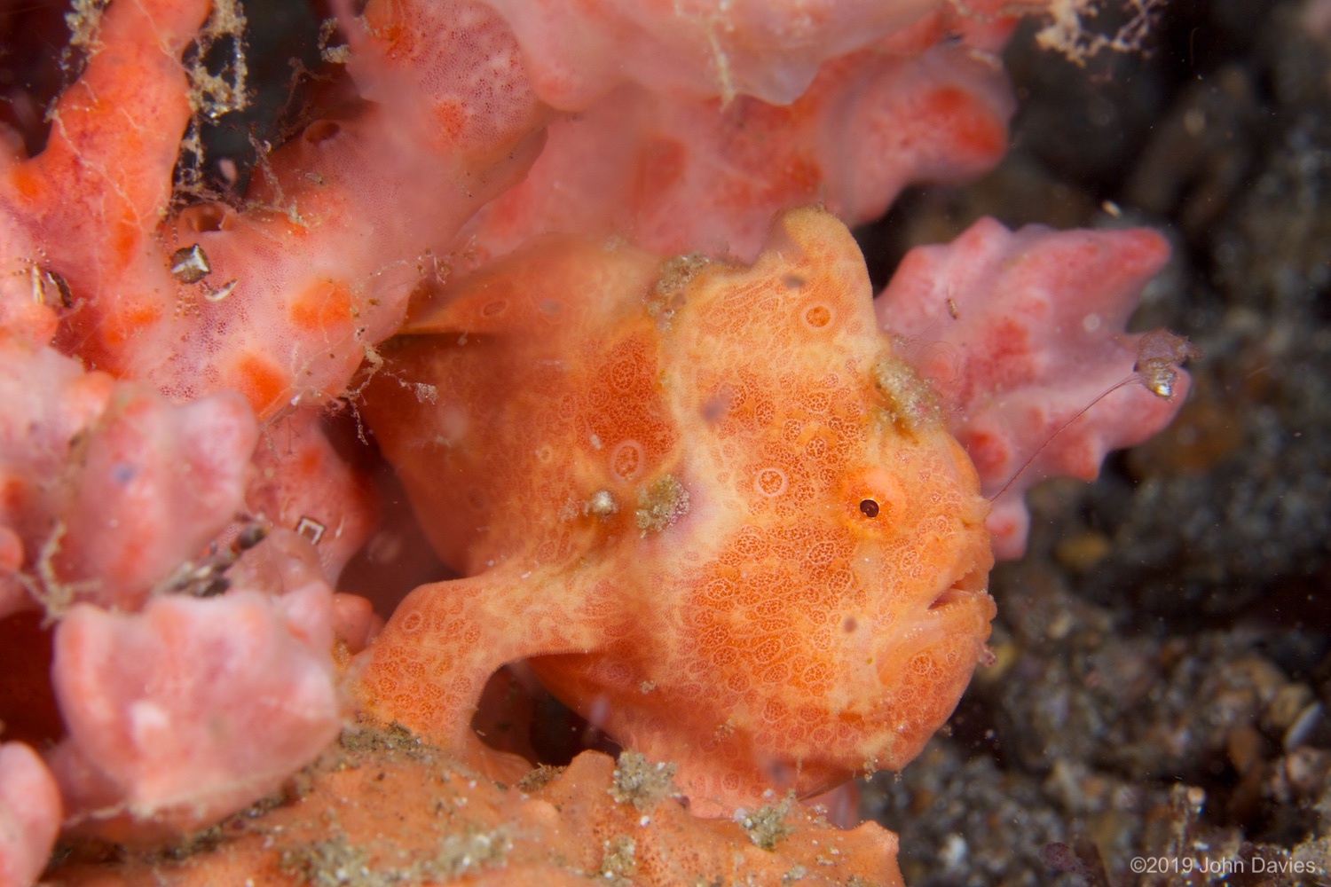 NadLembeh20120018