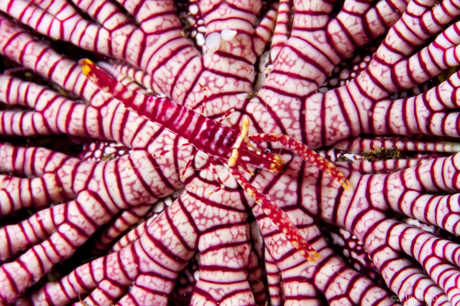 NadLembeh20120019