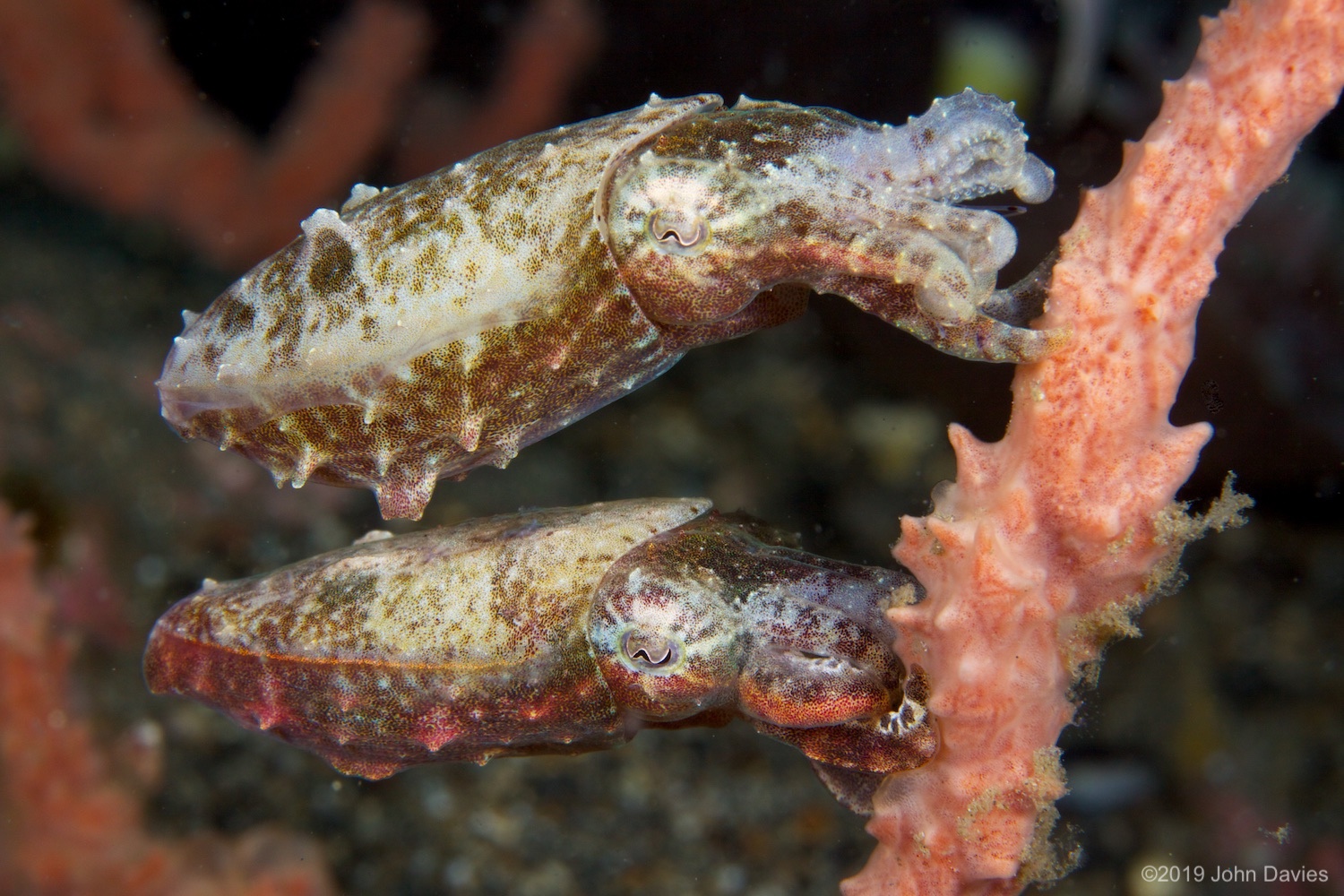 NadLembeh20120020