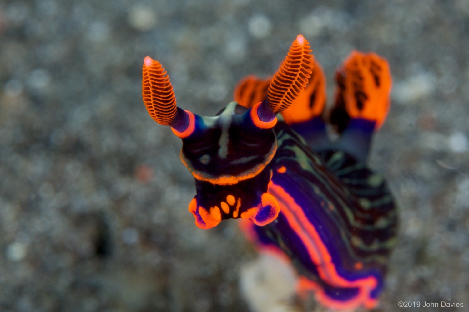 NadLembeh20120024