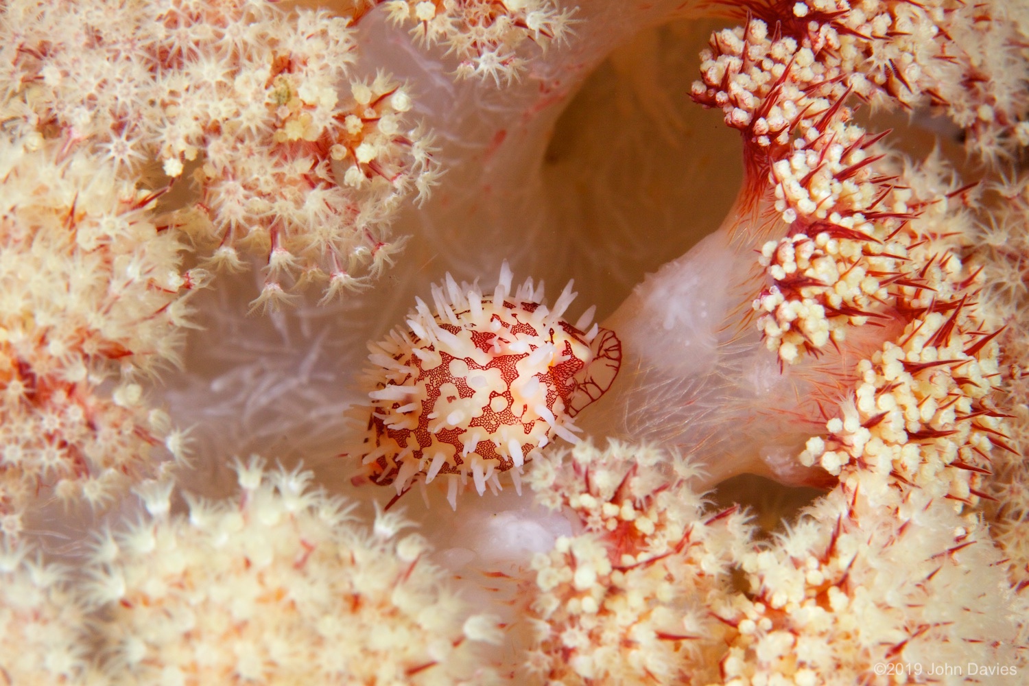 NadLembeh20120025