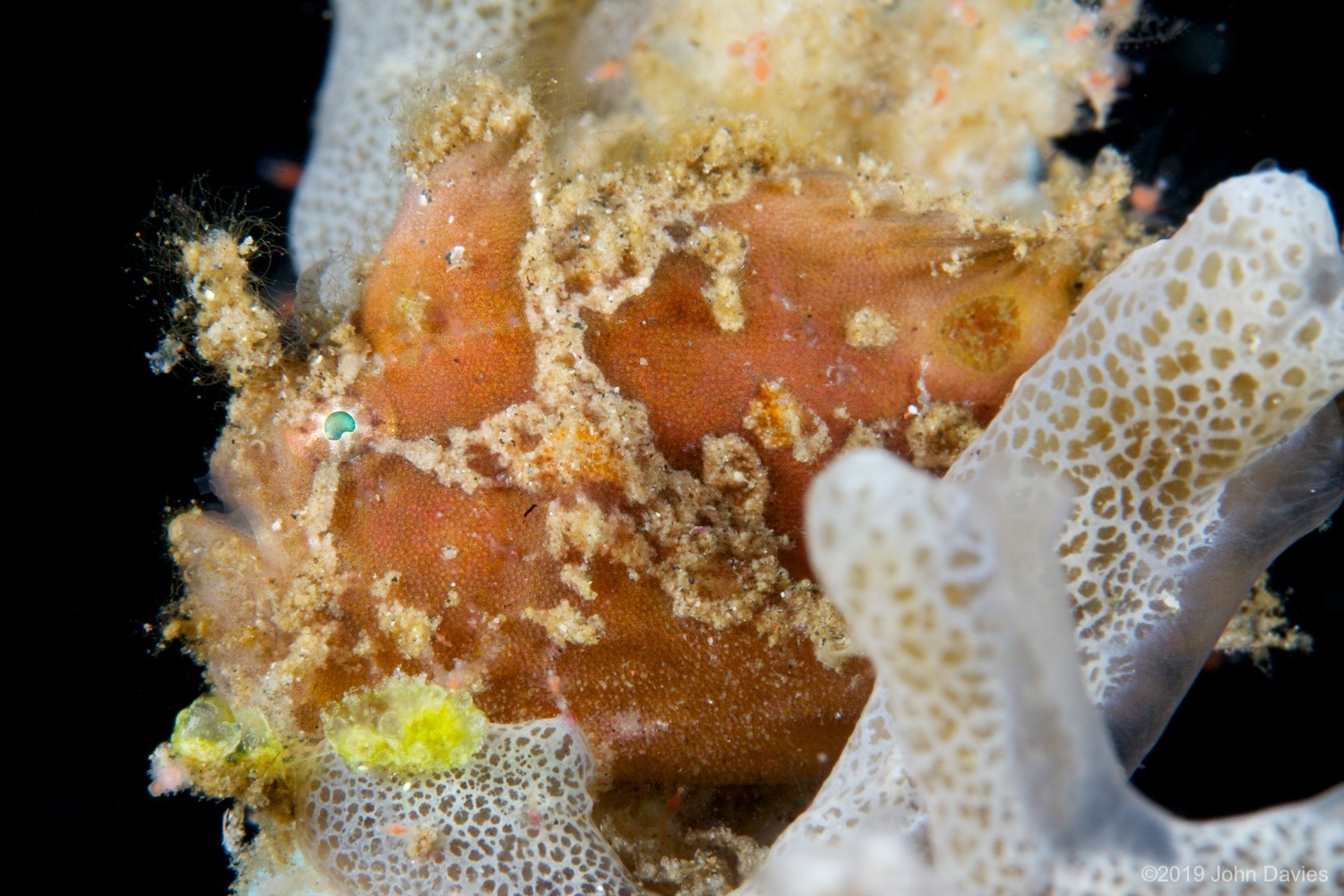 NadLembeh20120026