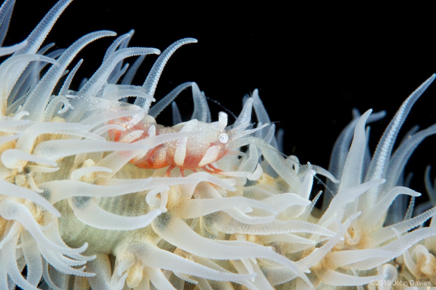 NadLembeh20120028