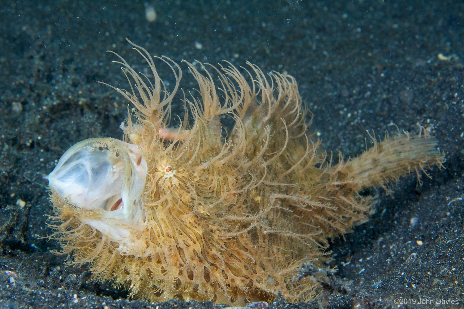 NadLembeh20120032