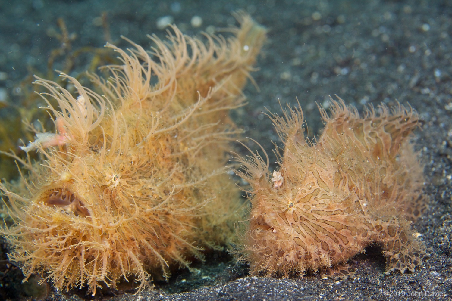 NadLembeh20120034