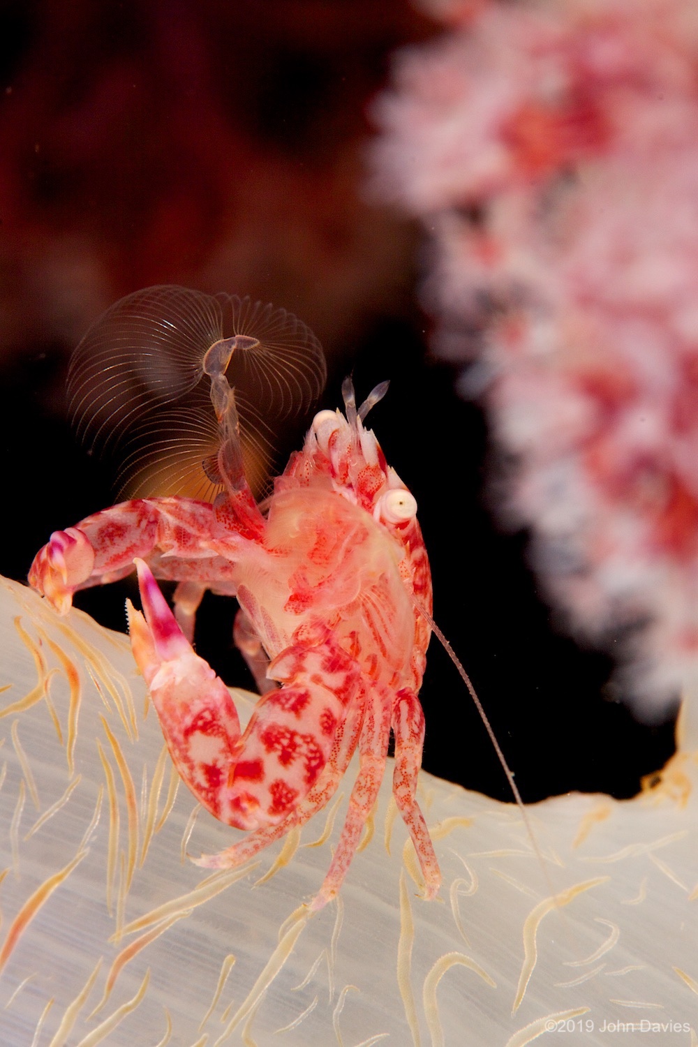 NadLembeh20120035