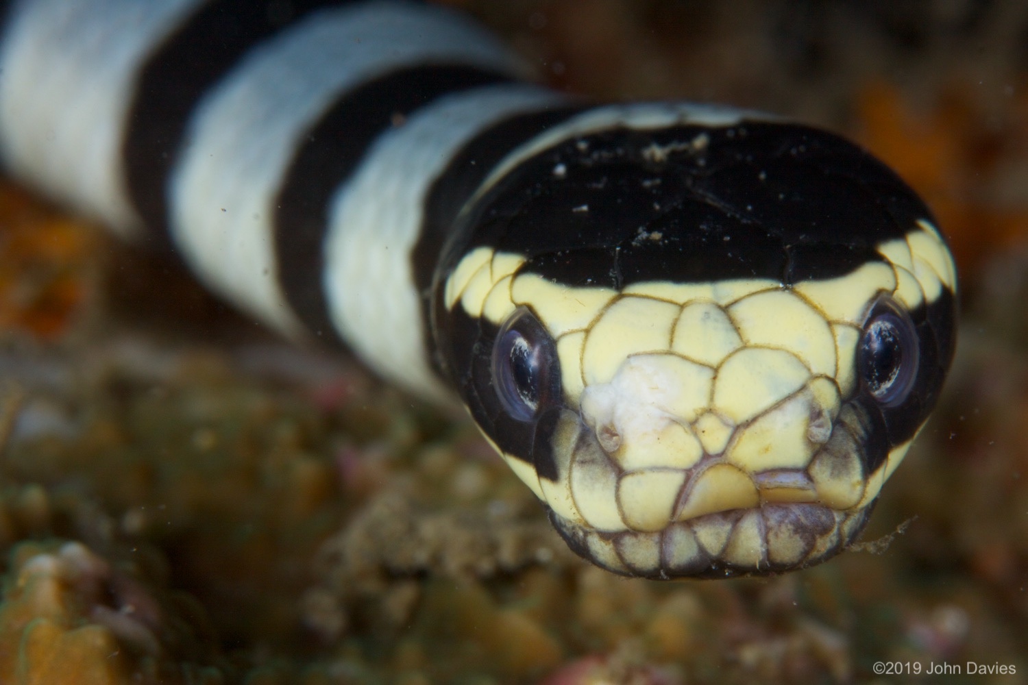 NadLembeh20120036